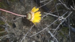 Ursinia paleacea