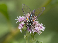 Trichura