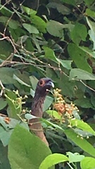 Ortalis poliocephala