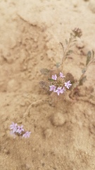 Phyllopodium phyllopodioides