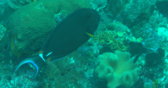 Acanthurus leucocheilus