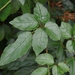 Cayratia corniculata - Photo (c) Kuan-Chieh (Chuck) Hung,  זכויות יוצרים חלקיות (CC BY-NC-SA), הועלה על ידי Kuan-Chieh (Chuck) Hung