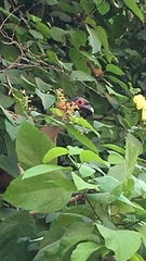 Ortalis poliocephala