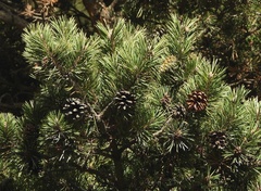 Pinus sylvestris