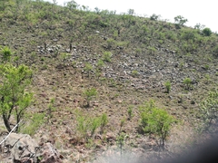 Aloe marlothii marlothii