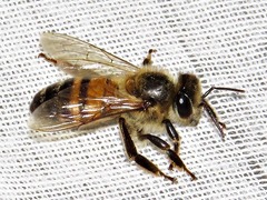 Apis mellifera scutellata