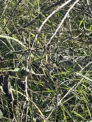 Cocculus diversifolius