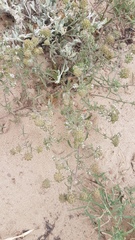 Phyllopodium phyllopodioides