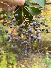 Ligustrum lucidum