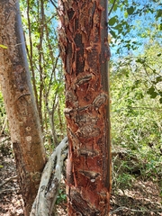 Bursera simaruba