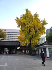 Ginkgo biloba