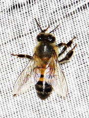 Apis mellifera scutellata