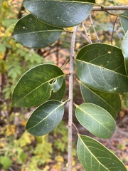 Ligustrum lucidum