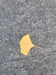Ginkgo biloba