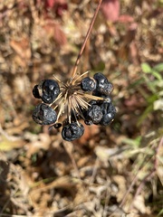 Smilax lasioneura