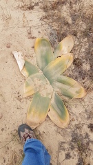 Brunsvigia orientalis