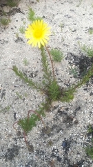 Ursinia paleacea