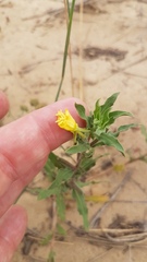 Oenothera indecora