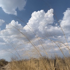 Aristida meridionalis