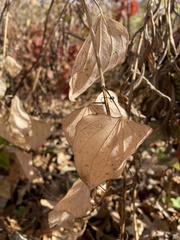 Smilax lasioneura