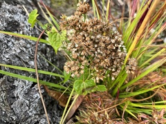 Mikania scandens