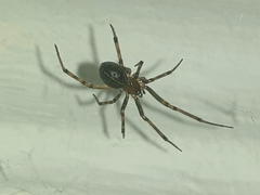 Steatoda castanea