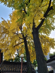 Ginkgo biloba
