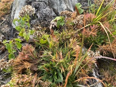 Mikania scandens