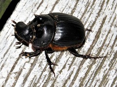 Catharsius tricornutus