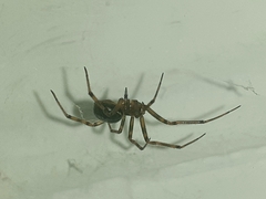 Steatoda castanea