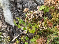 Mikania scandens