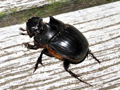 Catharsius tricornutus