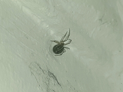 Steatoda castanea