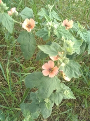 Sphaeralcea bonariensis