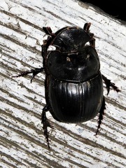 Catharsius tricornutus