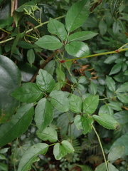 Causonis corniculata