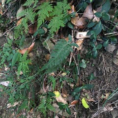 Hymenasplenium subnormale