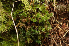 Mnium spinulosum