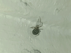 Steatoda castanea