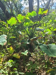 Xanthosoma robustum