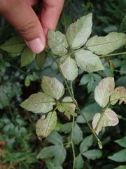 Causonis corniculata