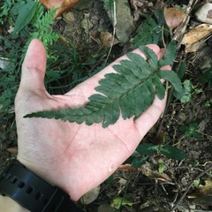 Hymenasplenium subnormale