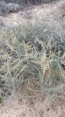 Aspalathus acanthophylla