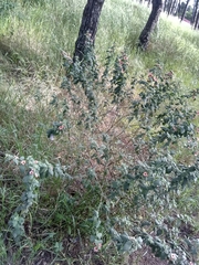 Sphaeralcea bonariensis
