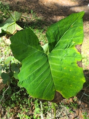 Xanthosoma robustum