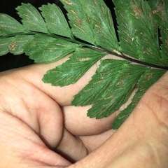 Hymenasplenium subnormale