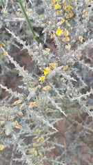 Aspalathus acanthophylla