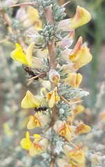 Aspalathus acanthophylla