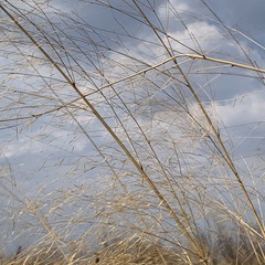 Aristida meridionalis