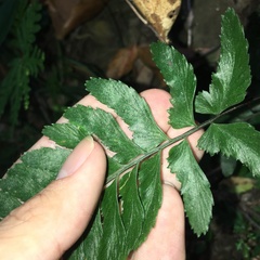 Hymenasplenium subnormale
